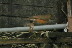 Turdus chrysolaus
