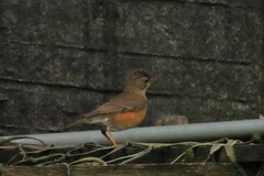 Turdus chrysolaus
