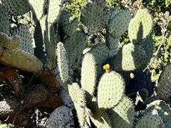 Opuntia streptacantha