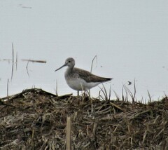 Tringa melanoleuca