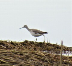 Tringa melanoleuca