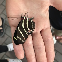 Heliconius charithonia