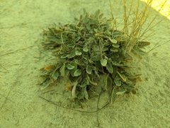 Abronia angustifolia
