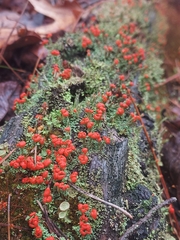 Cladonia didyma