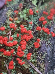 Cladonia didyma
