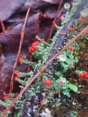 Cladonia didyma
