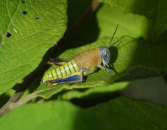 Perixerus