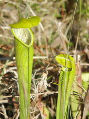 Sarracenia alata