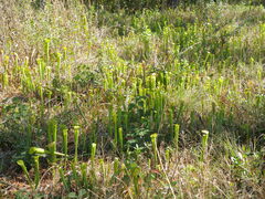 Sarracenia alata
