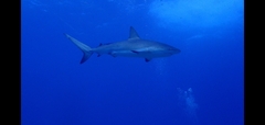 Carcharhinus perezii
