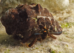Clibanarius virescens