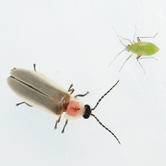 Photinus marginellus