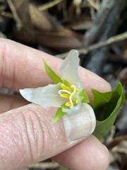 Trillium