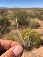 Aristida purpurea perplexa