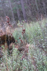 Lespedeza angustifolia