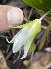 Trillium