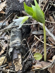 Trillium