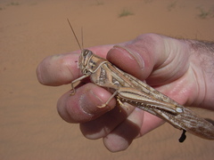 Schistocerca gregaria