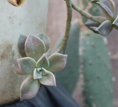 Graptopetalum