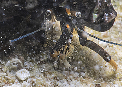 Clibanarius virescens