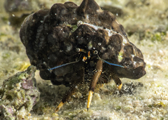 Clibanarius virescens