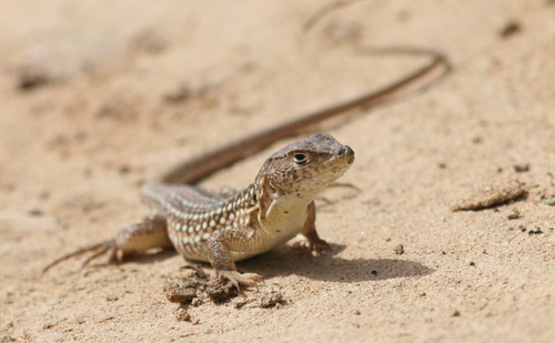 Acanthodactylus maculatus