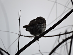 Glaucidium brasilianum