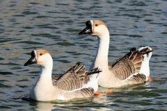Anser cygnoides