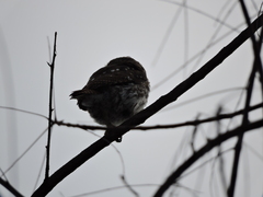 Glaucidium brasilianum
