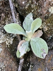 Pseudognaphalium