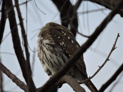 Glaucidium brasilianum