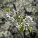 Callery Pear - Photo (c) Bill Levine, some rights reserved (CC BY-NC), uploaded by Bill Levine