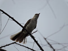 Glaucidium brasilianum