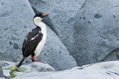 Leucocarbo bransfieldensis