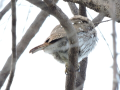 Glaucidium brasilianum