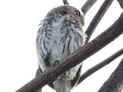Glaucidium brasilianum
