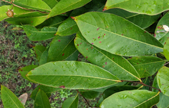 Lagerstroemia speciosa