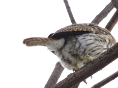 Glaucidium brasilianum