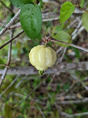 Eugenia uniflora
