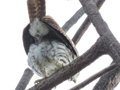 Glaucidium brasilianum