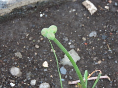 Zephyranthes chlorosolen