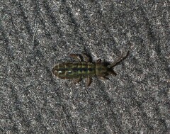 Isotomurus tricolor
