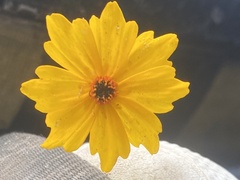 Coreopsis leavenworthii