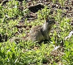 Otospermophilus beecheyi