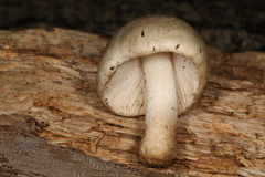 Pluteus niveus