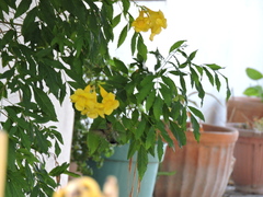 Cynanthus latirostris