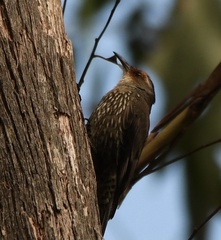 Climacteris erythrops