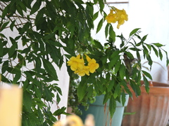 Cynanthus latirostris