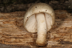 Pluteus niveus