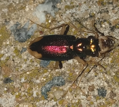 Tetracha